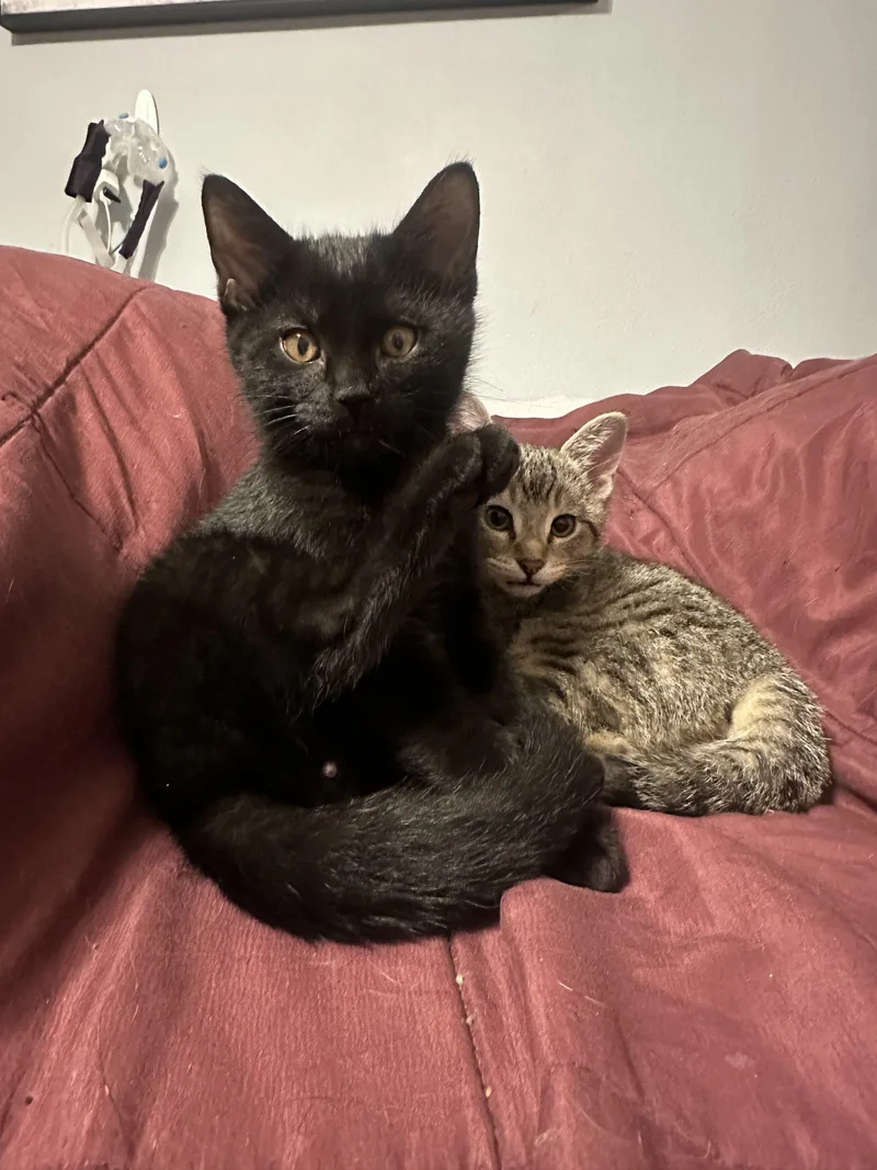 A baby small-sized male Black Domestic Short Hair cat named Bear for adoption in Kenosha, WI