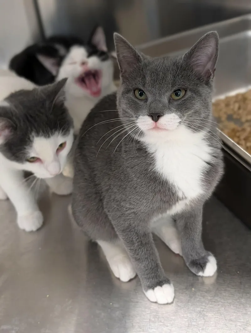 A baby medium-sized male White Domestic Short Hair cat named Titan for adoption in Chambersburg, PA