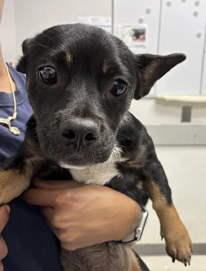 A young small-sized female Toy Fox Terrier dog named Summer for adoption in Los Angeles, CA