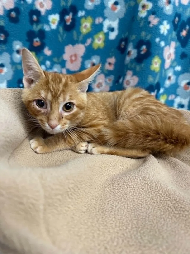 An adult medium-sized male Domestic Short Hair cat named Purrlock Holmes for adoption in Moundsville, WV