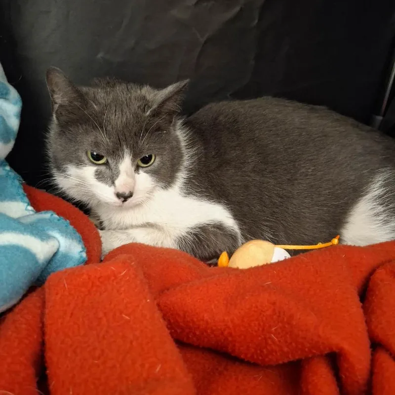 An adult small-sized female Gray / Blue / Silver Domestic Medium Hair cat named Spaghetti for adoption in Conway, NH