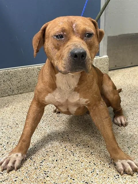 A young medium-sized male Terrier dog named Teddy for adoption in Miami, FL