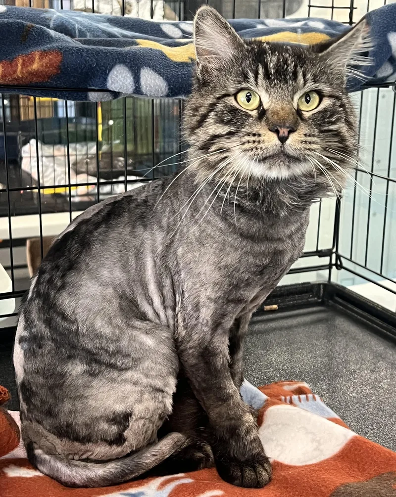 A young medium-sized male Tabby (Brown / Chocolate) Domestic Long Hair cat named Pascal for adoption in Johnston, RI
