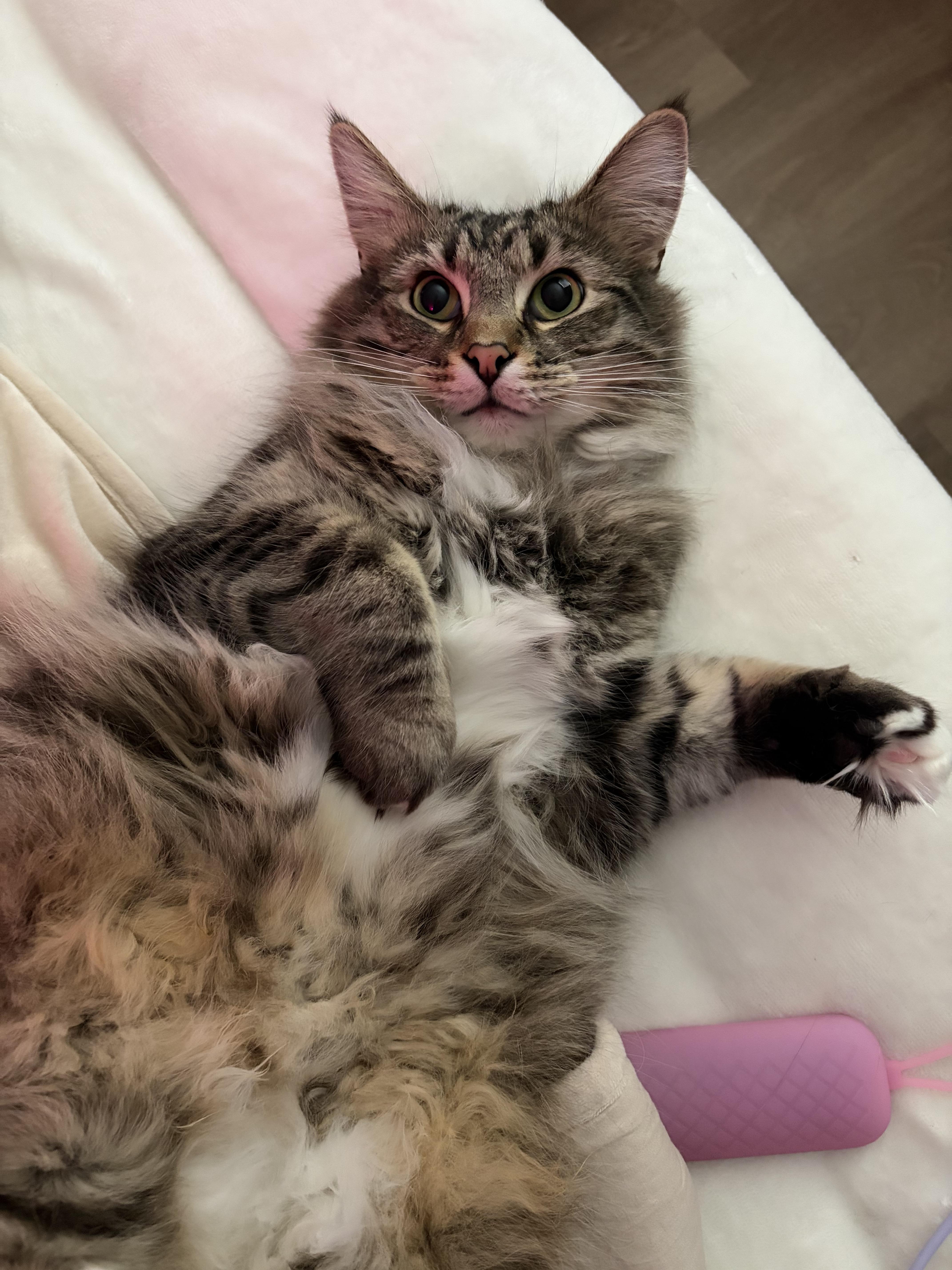 Burrnard thumbnail 2