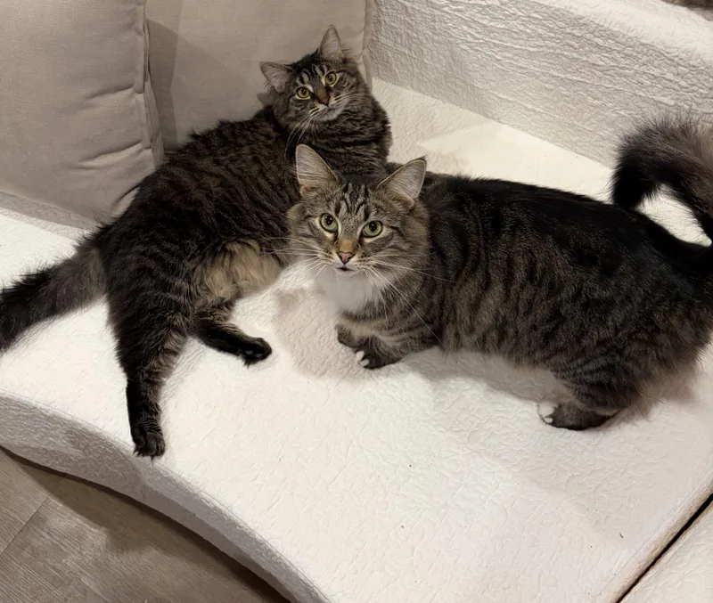 Burrnard thumbnail 4