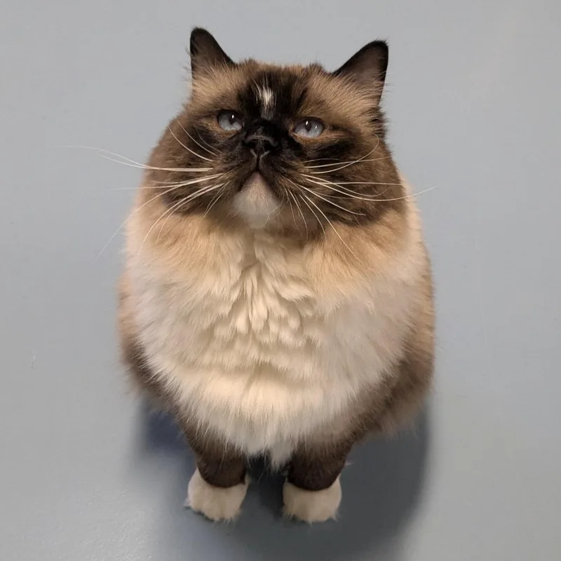 An adult extra large-sized male Brown / Chocolate Ragdoll cat named Storm for adoption in Brownsboro, AL