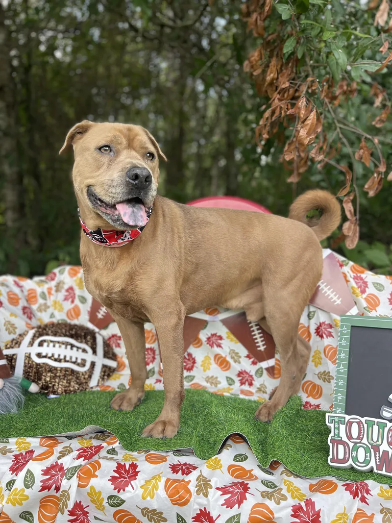 An adult large-sized male Shar-Pei dog named Bruiser for adoption in Sebring, FL