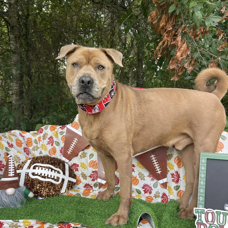 Bruiser thumbnail 2