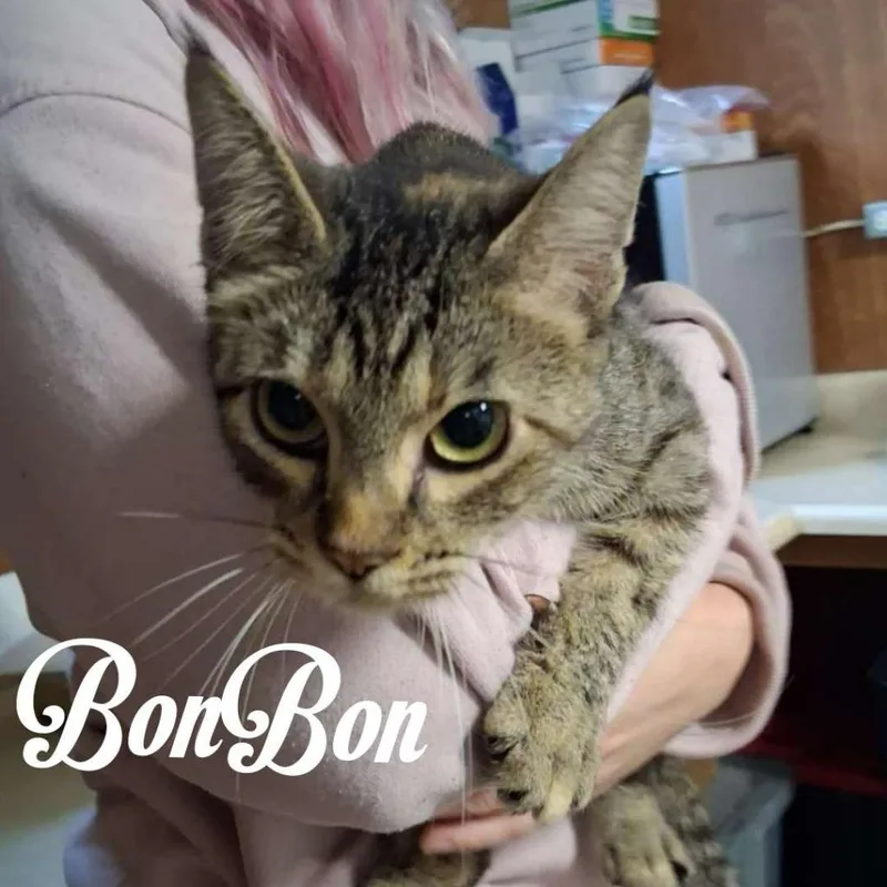 A baby small-sized female Domestic Short Hair cat named BonBon for adoption in Hillsboro, OH