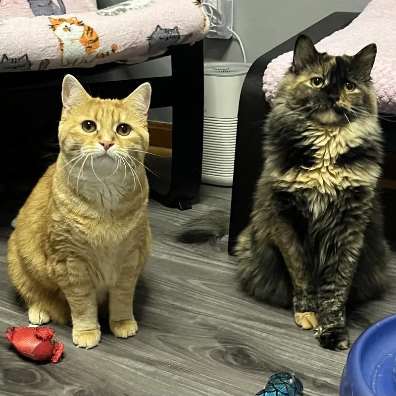 An adult large-sized female Domestic Short Hair cat named Fiona for adoption in Medina, OH