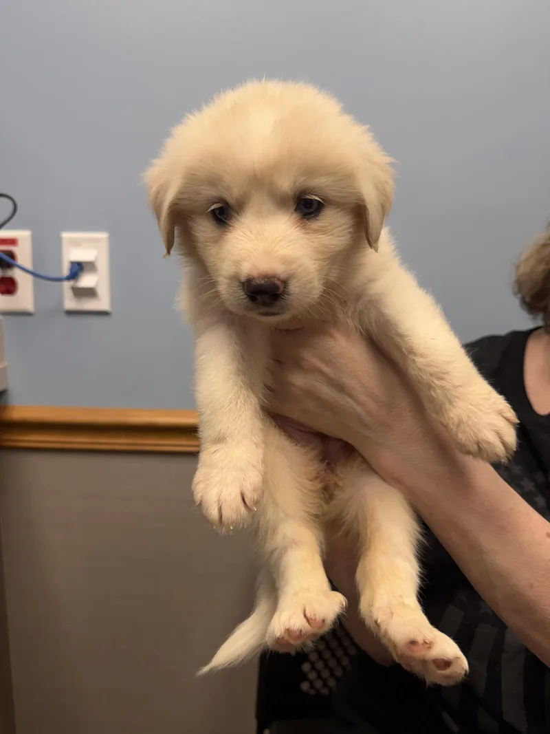 A baby large-sized female Great Pyrenees dog named Peony HTX for adoption in Quinlan, TX