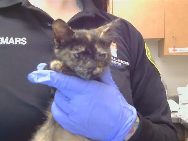 A baby small-sized female Domestic Short Hair cat named Lilo for adoption in Sacramento, CA