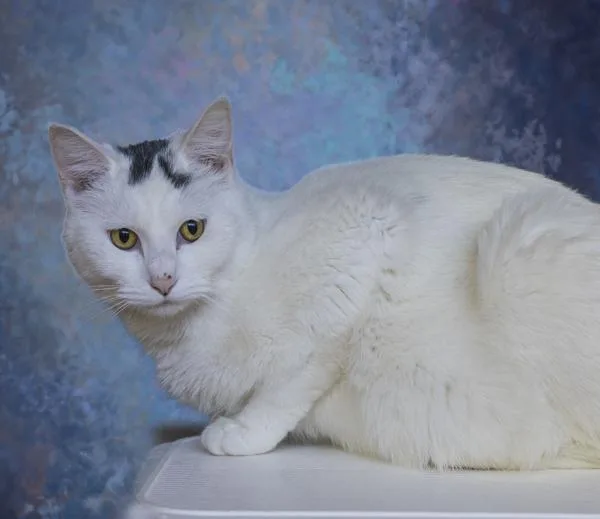 A young medium-sized female Domestic Short Hair cat named Blanca for adoption in Kennewick, WA