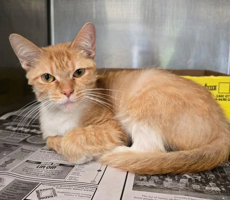 An adult medium-sized female Tabby (Orange / Red) Domestic Short Hair cat named Sungold for adoption in Jackson, TN