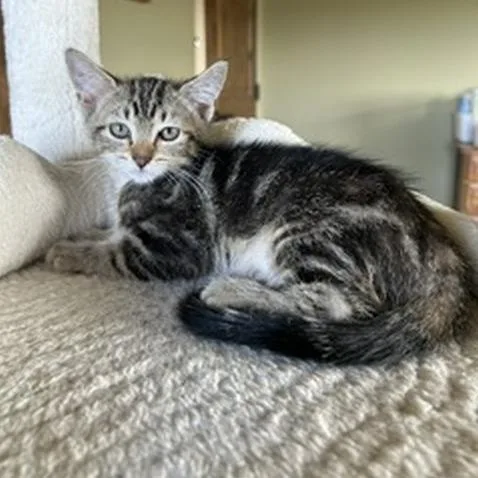 A baby small-sized female Torbie Domestic Short Hair cat named Ember for adoption in Prescott, AZ