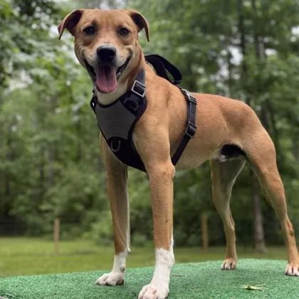 A young medium-sized male Mixed Breed dog named Bama for adoption in Elk Grove Village, IL