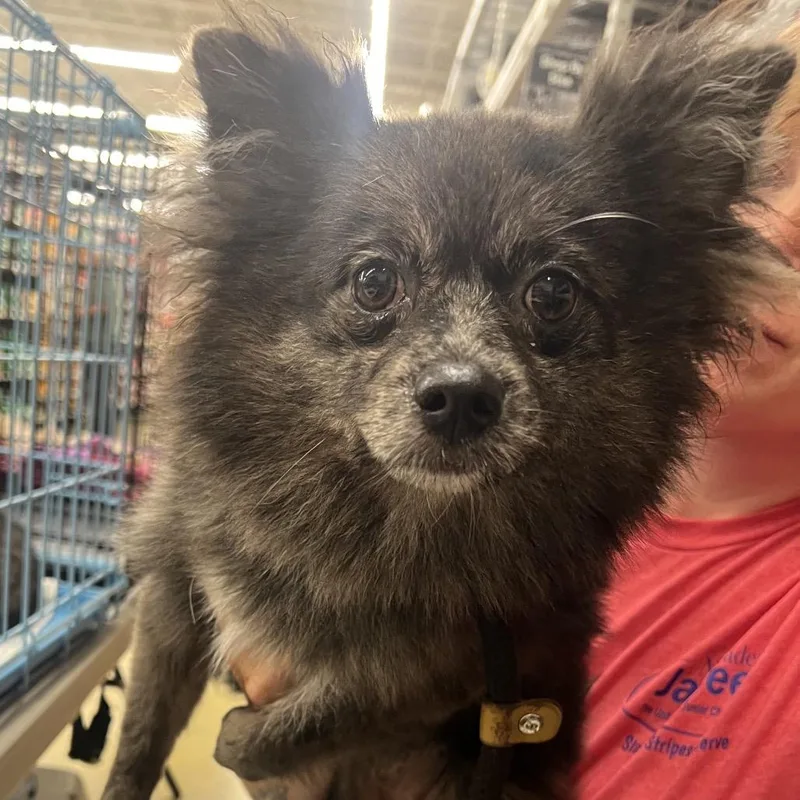 A young small-sized female Black Pomeranian dog named Willow for adoption in Troy, IL