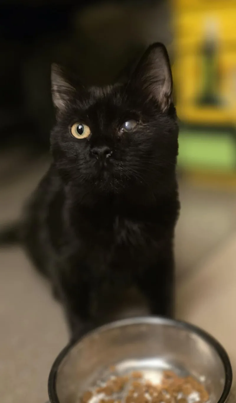A young medium-sized female Domestic Medium Hair cat named Esmeralda for adoption in Mechanicsburg, PA