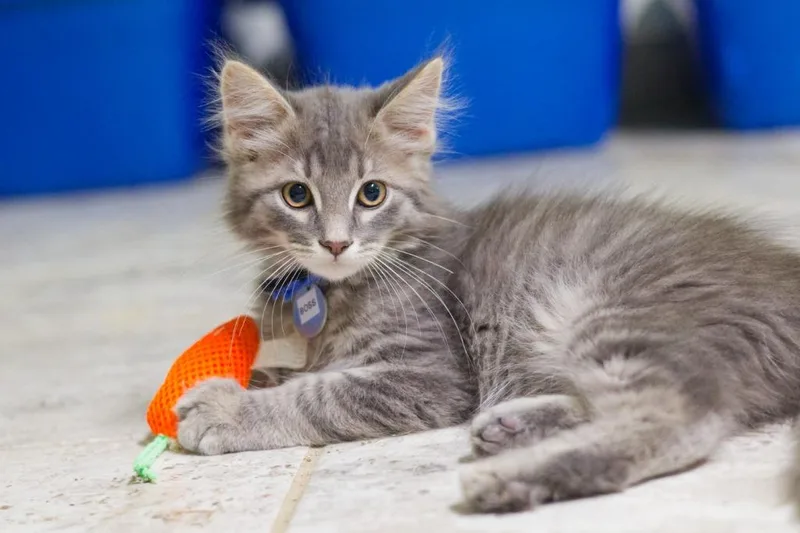A baby medium-sized male Domestic Long Hair cat named Boss for adoption in Hot Springs, AR