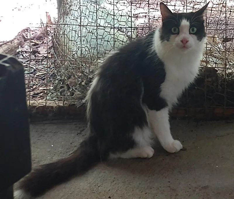 A senior medium-sized male Domestic Medium Hair cat named Cane for adoption in Pittsboro, NC