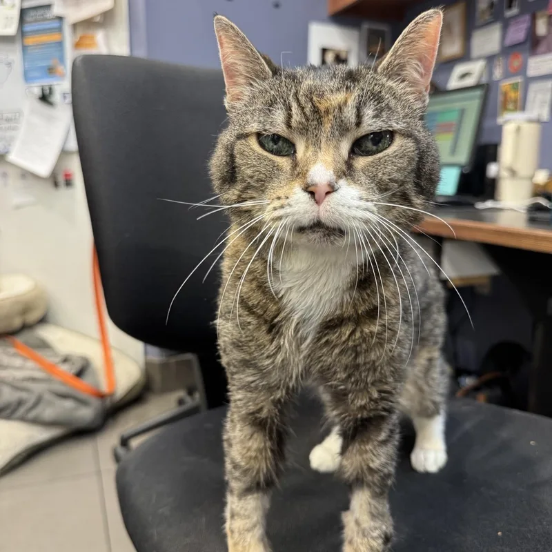 Blizzard thumbnail 2