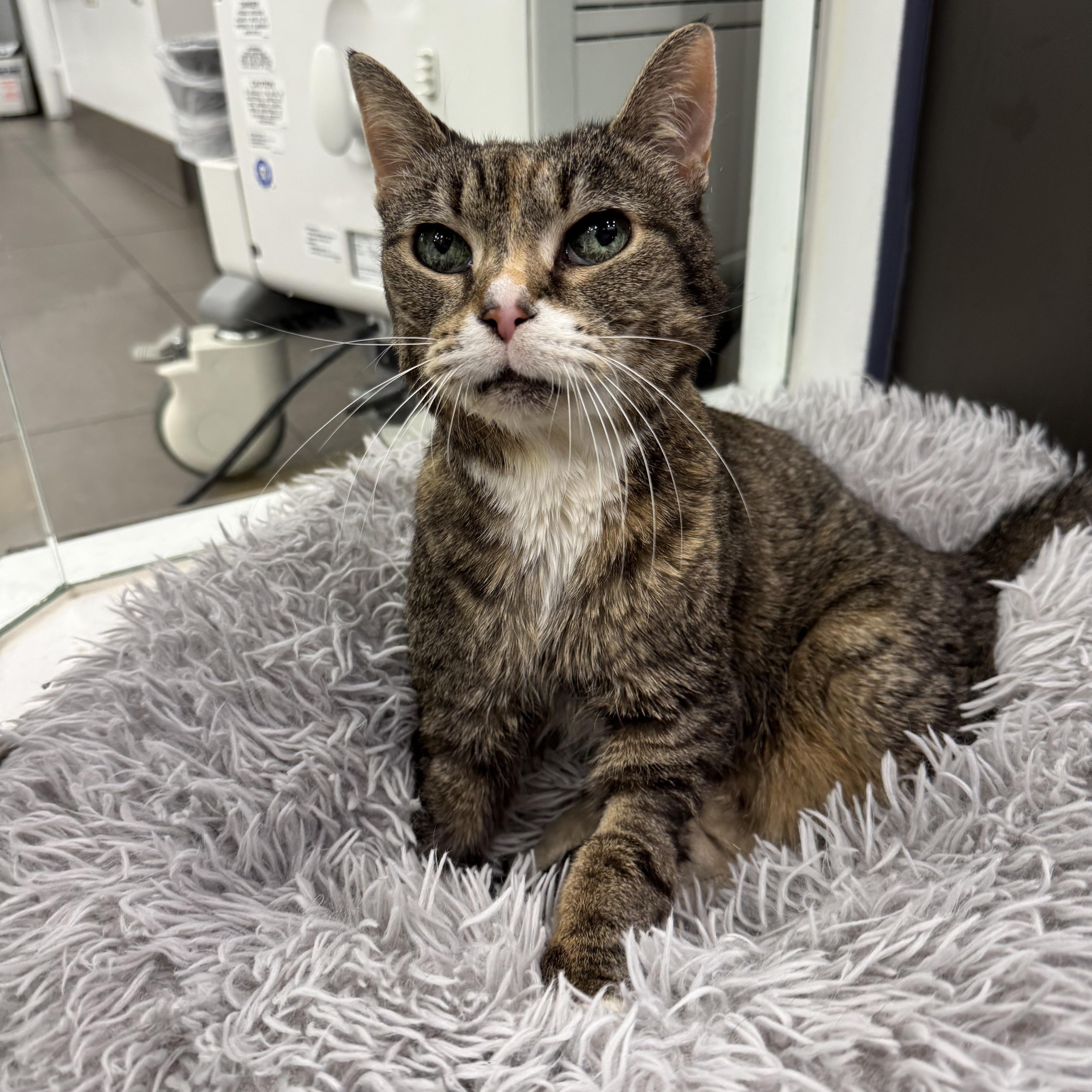 Blizzard thumbnail 3