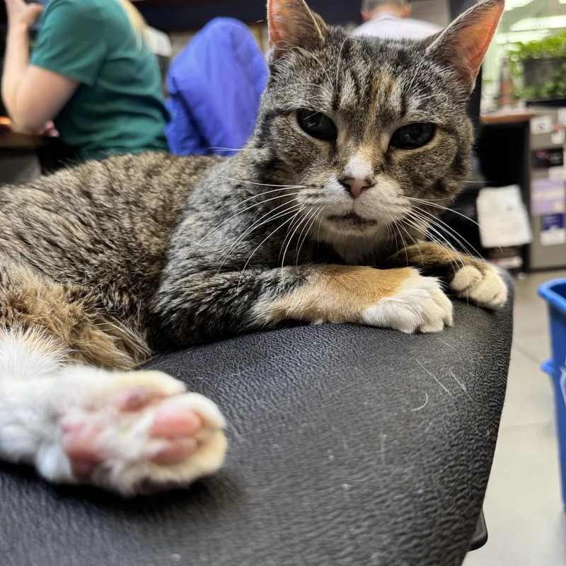 Blizzard thumbnail 4