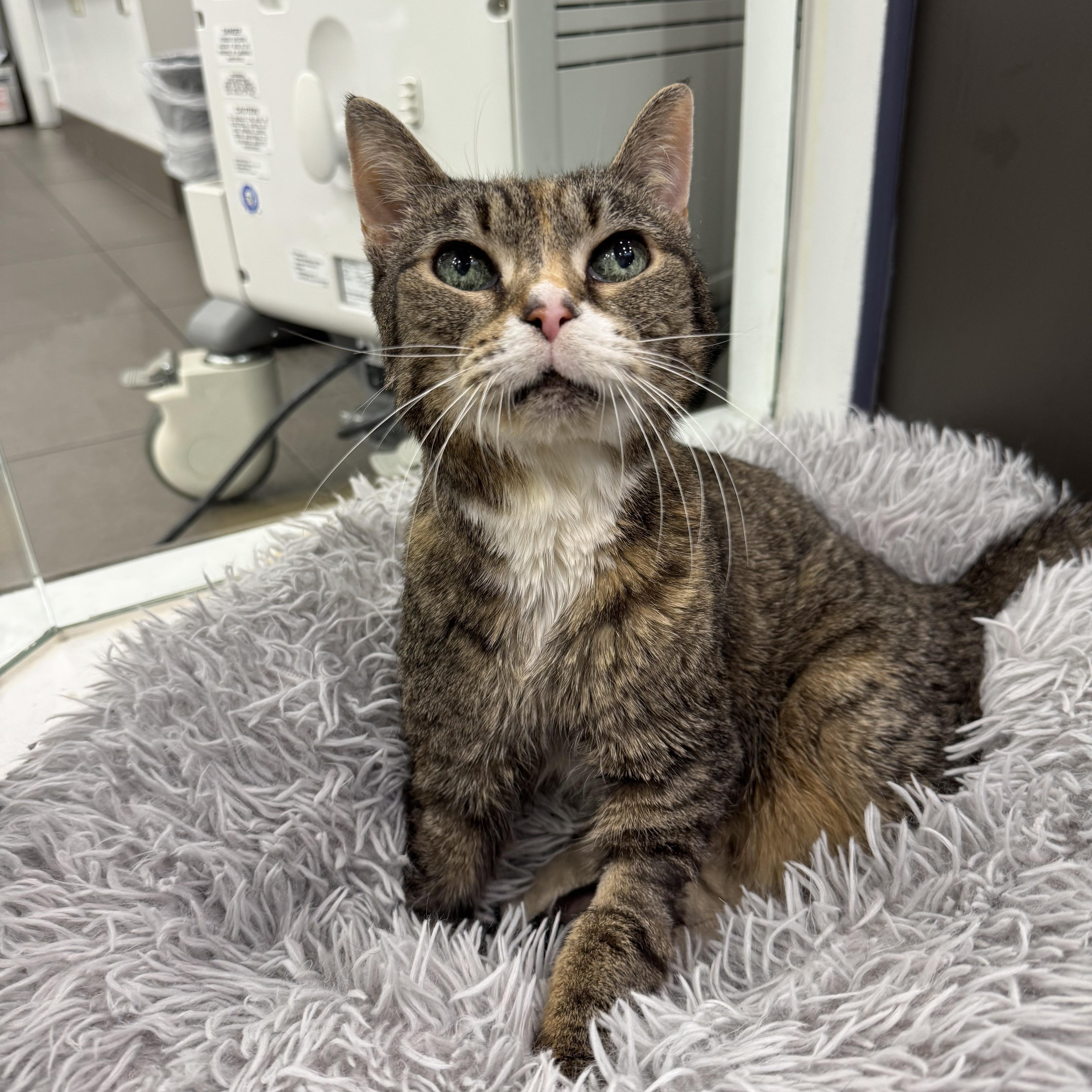 Blizzard thumbnail 5