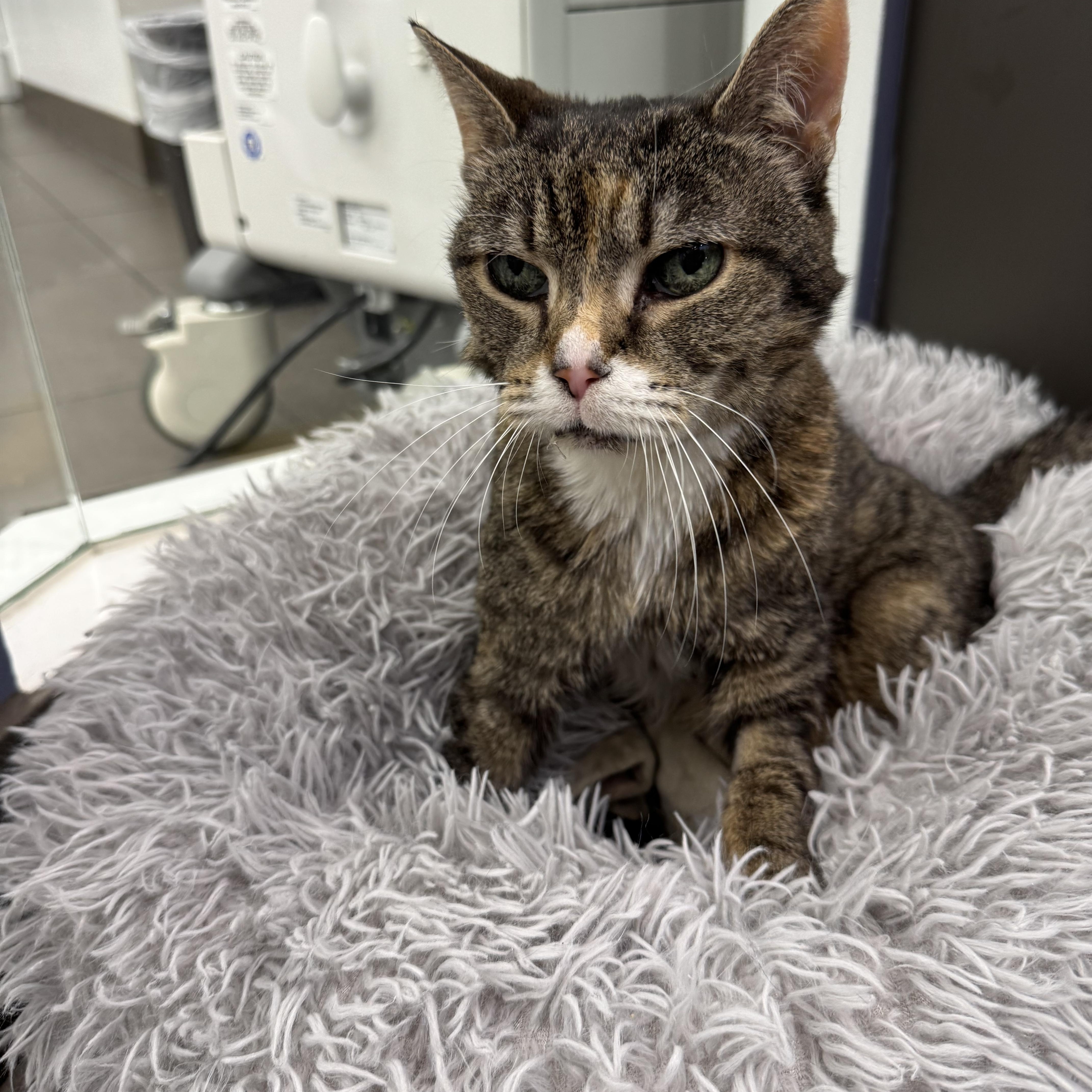 A senior medium-sized female Tabby (Brown / Chocolate) Domestic Short Hair cat named Blizzard for adoption in New York, NY