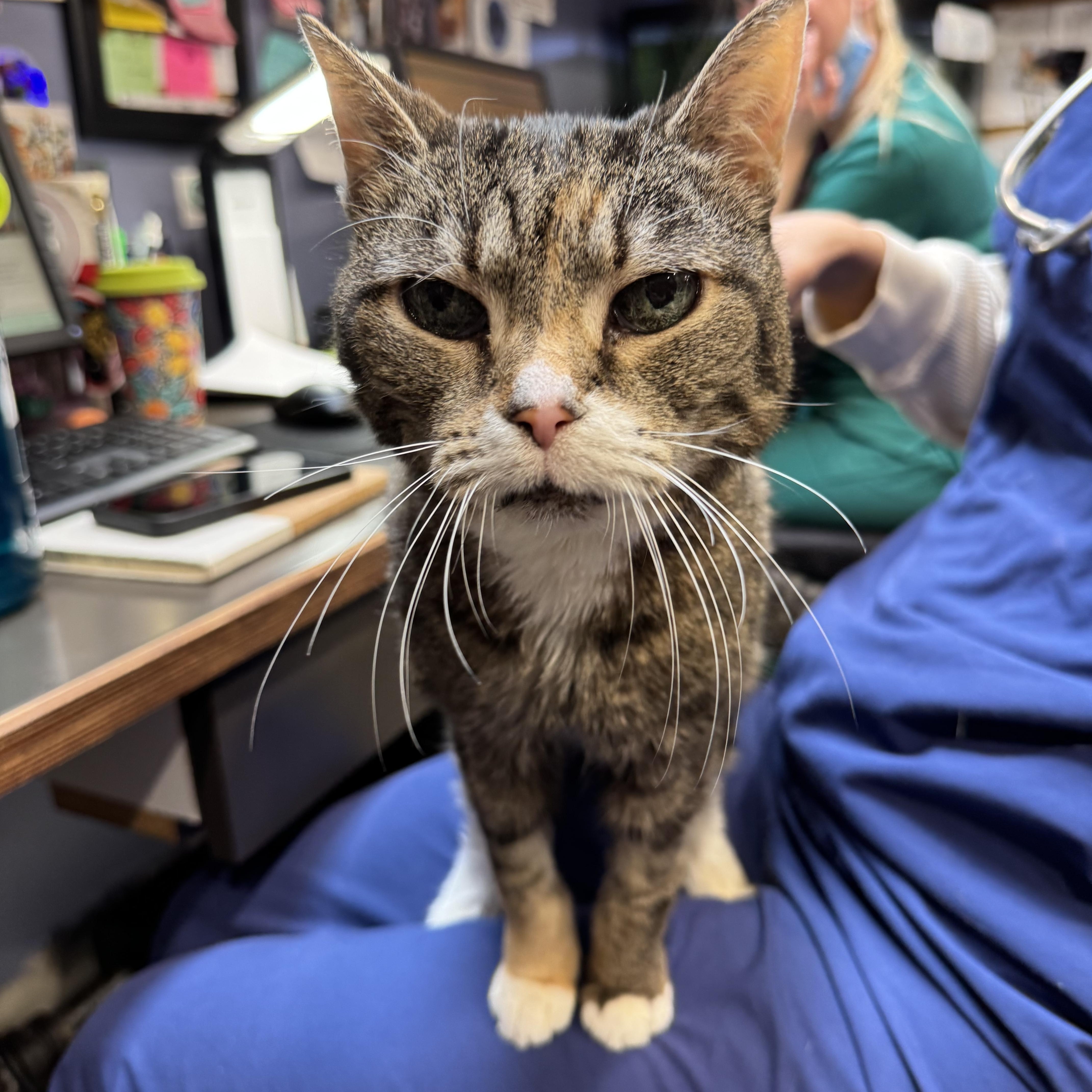 Blizzard thumbnail 6