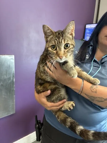 An adult medium-sized female Domestic Short Hair cat named Sunny for adoption in Salt Lake City, UT