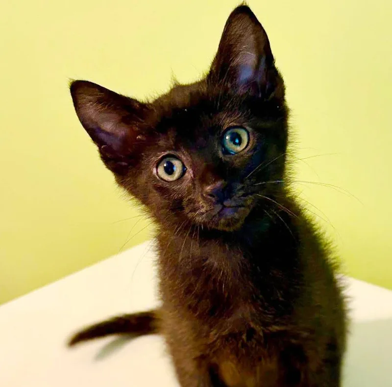 A baby small-sized male Black Bombay cat named Slinky is so dreamy for adoption in Bedford Hills, NY