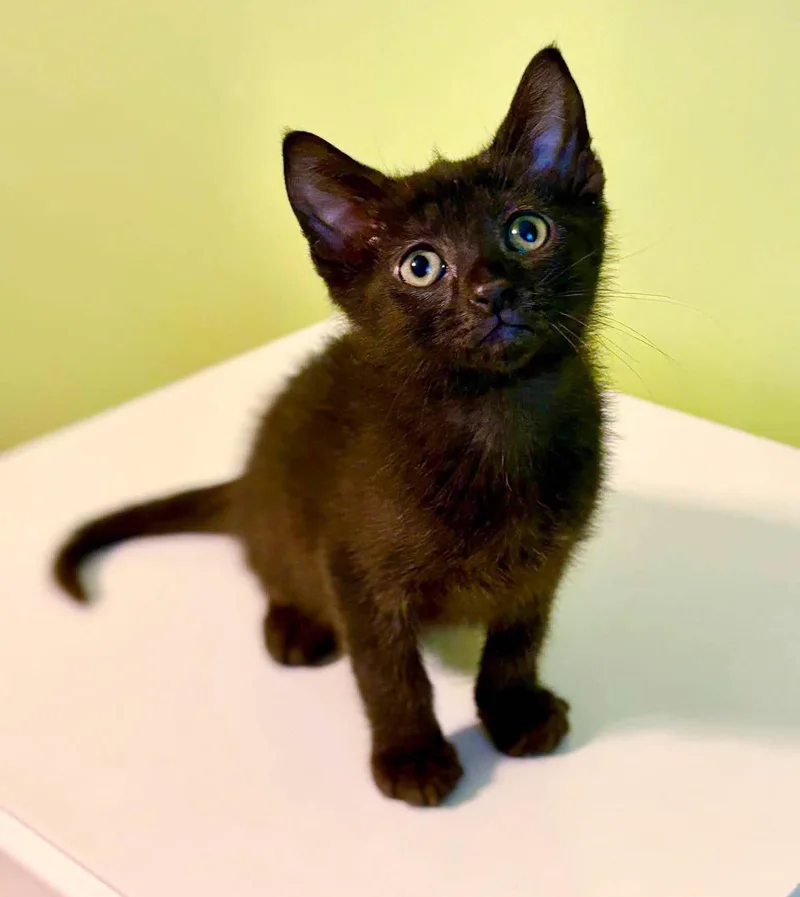 Slinky is so dreamy thumbnail 2