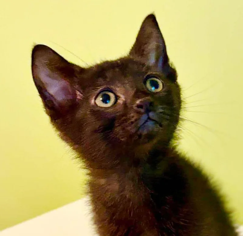Slinky is so dreamy thumbnail 3