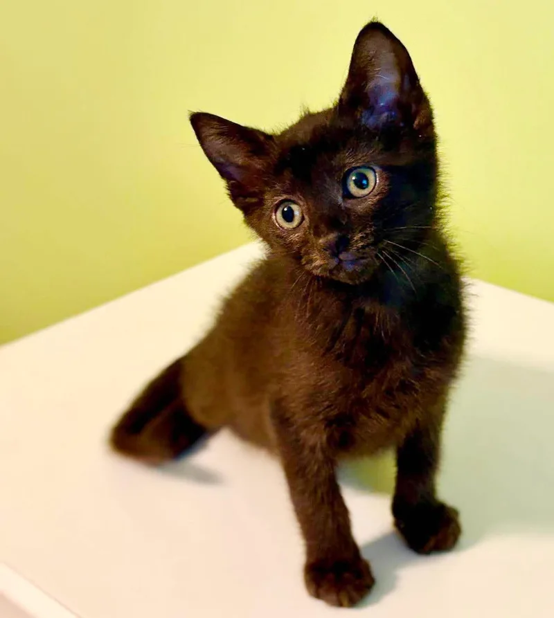 Slinky is so dreamy thumbnail 4