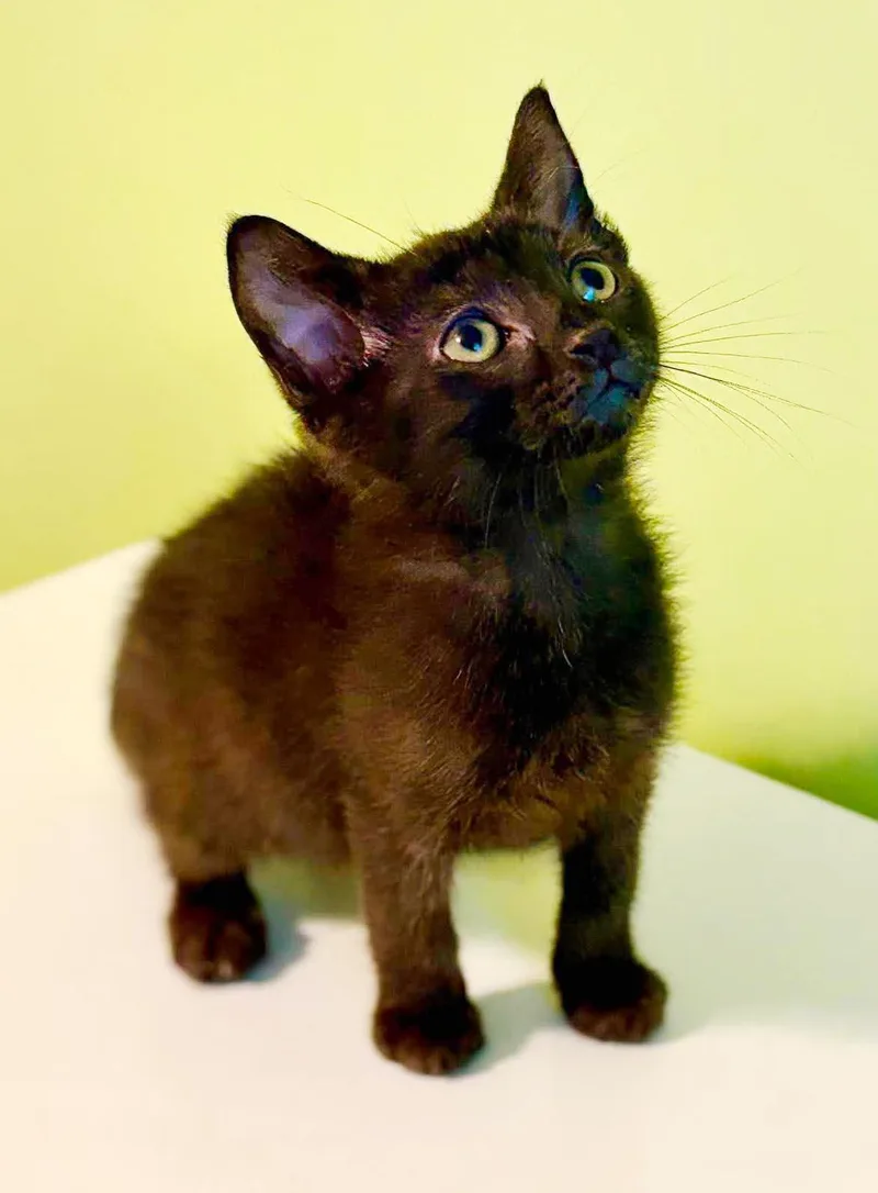 Slinky is so dreamy thumbnail 5