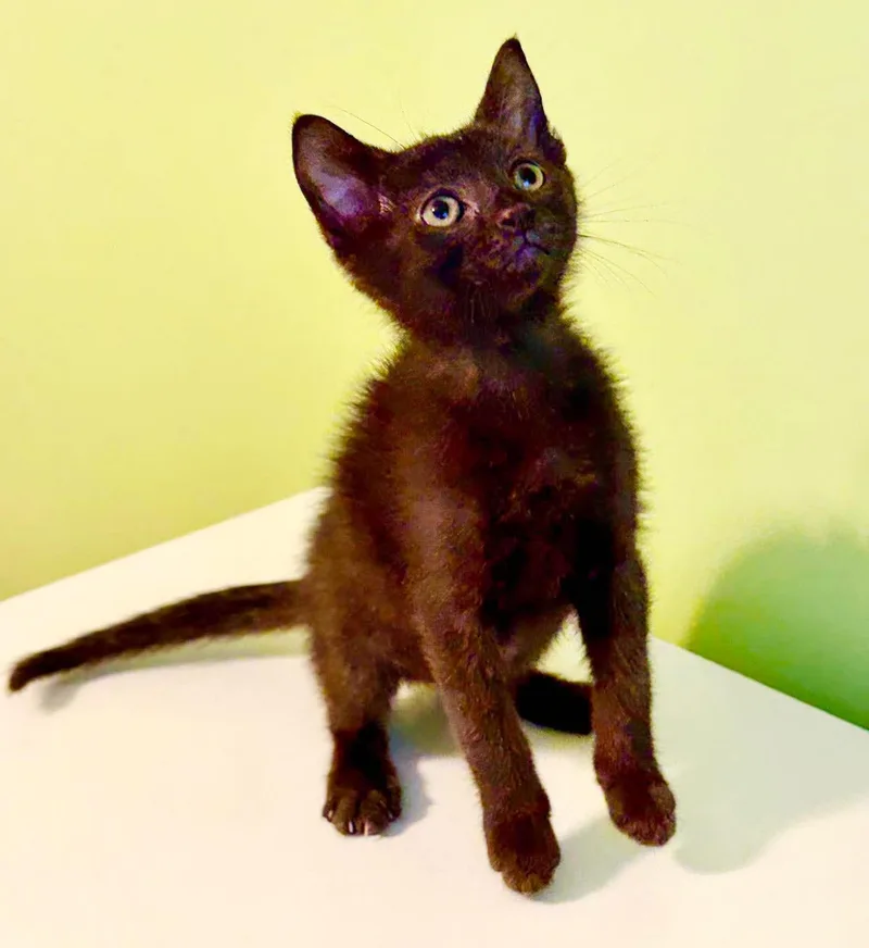 Slinky is so dreamy thumbnail 6