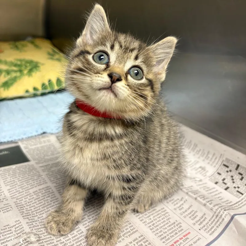 A baby small-sized male Buff / Tan / Fawn Domestic Short Hair cat named Spicy Southwest Salad for adoption in Winston-Salem, NC