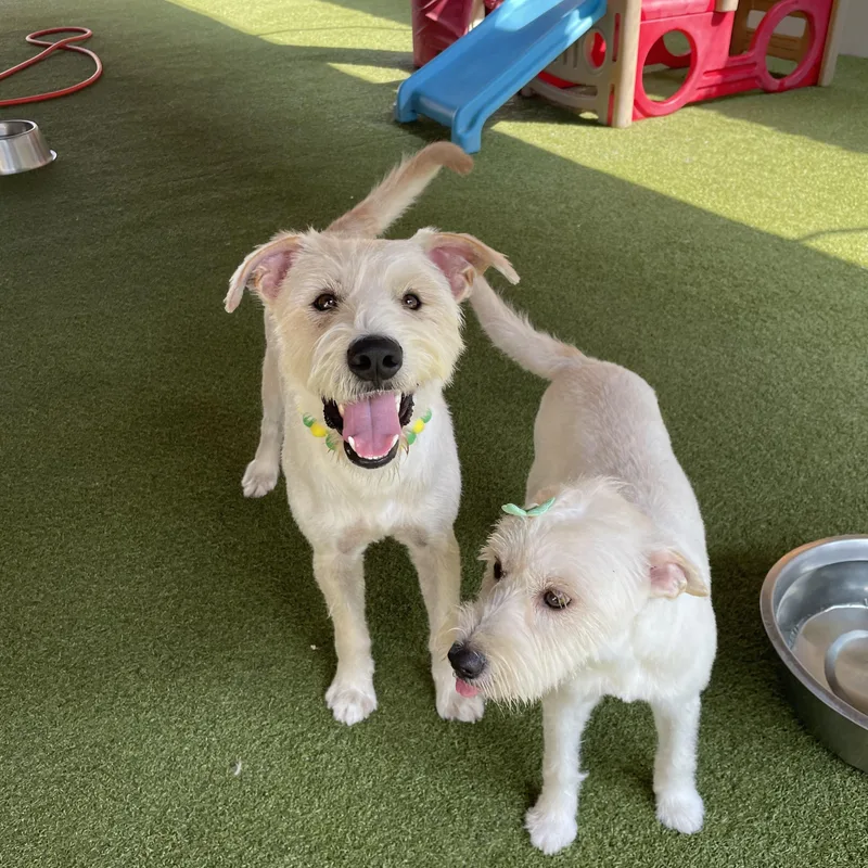 An adult medium-sized male Schnauzer dog named Oliver and Olivia for adoption in Houston, TX