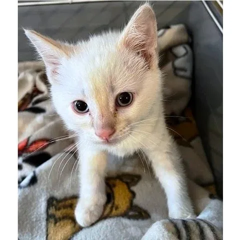 A baby medium-sized male Flame Point Siamese cat named Yaoi for adoption in Salt Lake City, UT