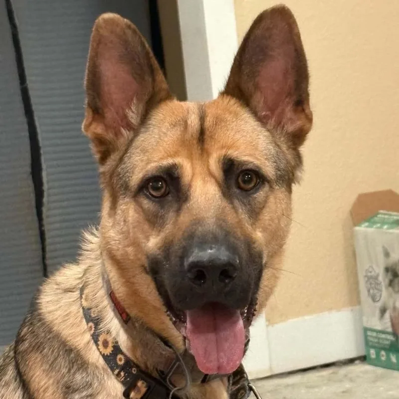 An adult large-sized male German Shepherd Dog dog named Tigger for adoption in Wichita, KS
