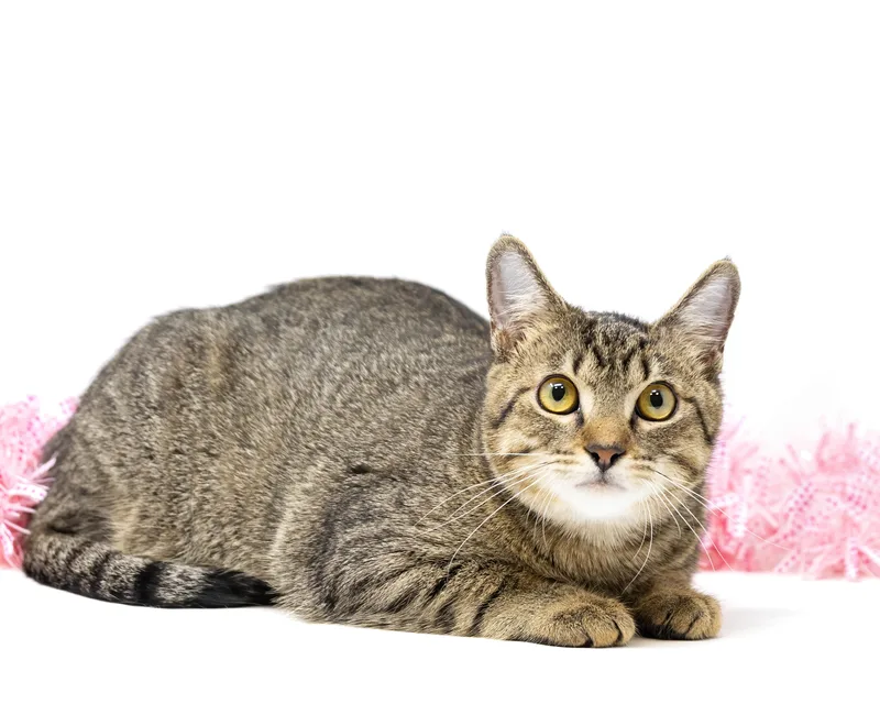 An adult medium-sized female Tabby (Brown / Chocolate) Tabby cat named Mattie for adoption in Trophy Club, TX