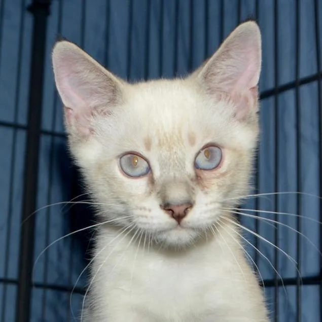A baby small-sized male Lilac Point Domestic Short Hair cat named Phoenix for adoption in Los Angeles, CA