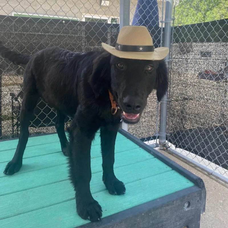 A young medium-sized male Black Mixed Breed dog named Mr. Squatch Big Foot for adoption in Charleston, WV