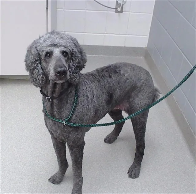 A senior large-sized female Poodle dog named Maddy for adoption in Omaha, NE