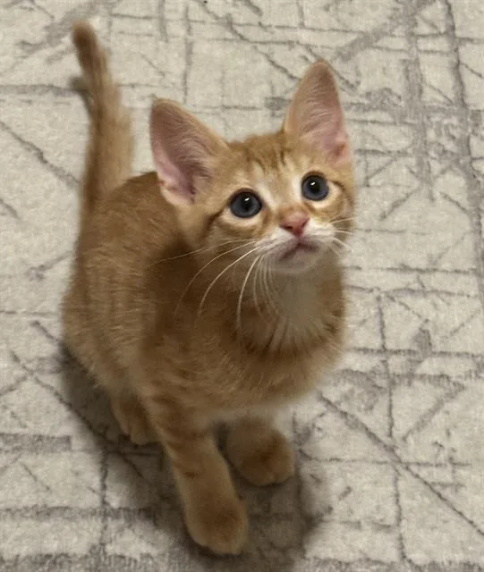 A baby small-sized male Domestic Short Hair cat named Love Machine for adoption in Sacramento, CA