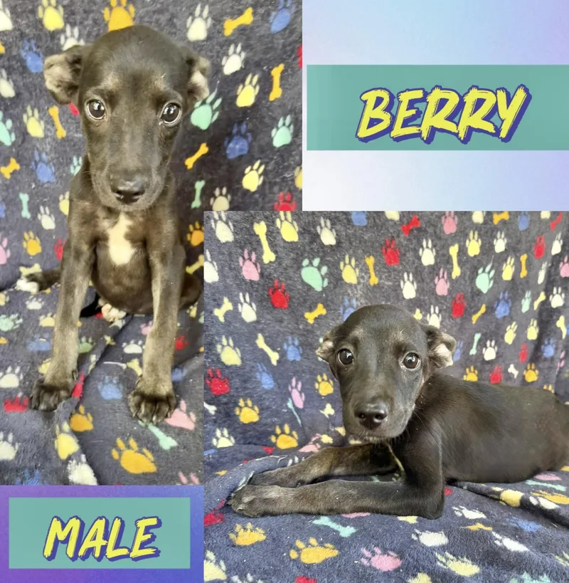 A baby medium-sized male Labrador Retriever dog named Berry for adoption in Manchester, CT