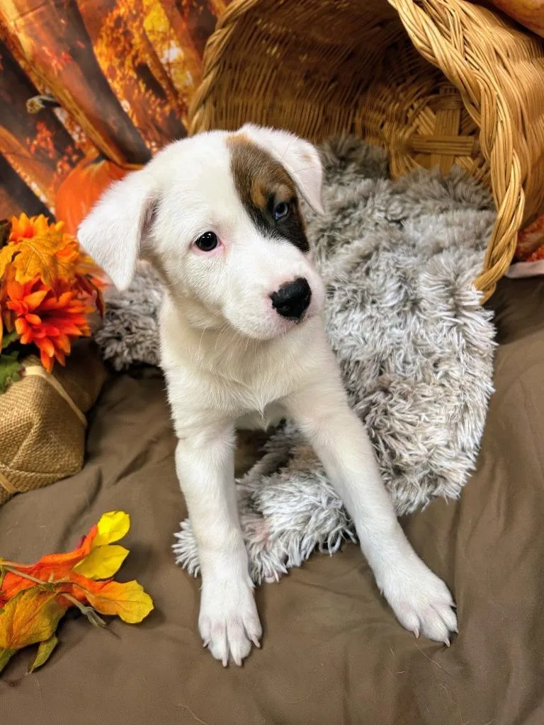 A baby medium-sized female Shepherd dog named Mudbud for adoption in Bryant, AR