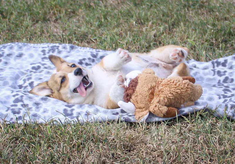 A young small-sized male Red / Chestnut / Orange Pembroke Welsh Corgi dog named Briar for adoption in Neosho, MO