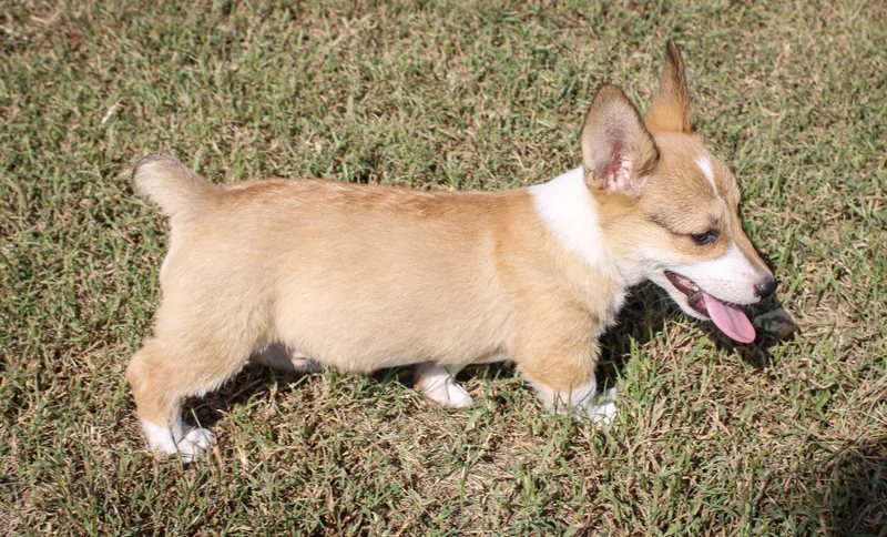 Briar thumbnail 3